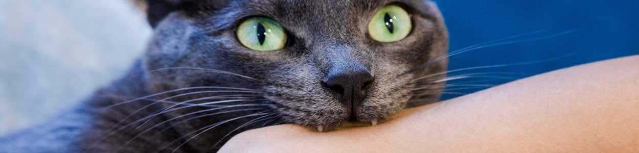 Signs Of Evil Eye In Home